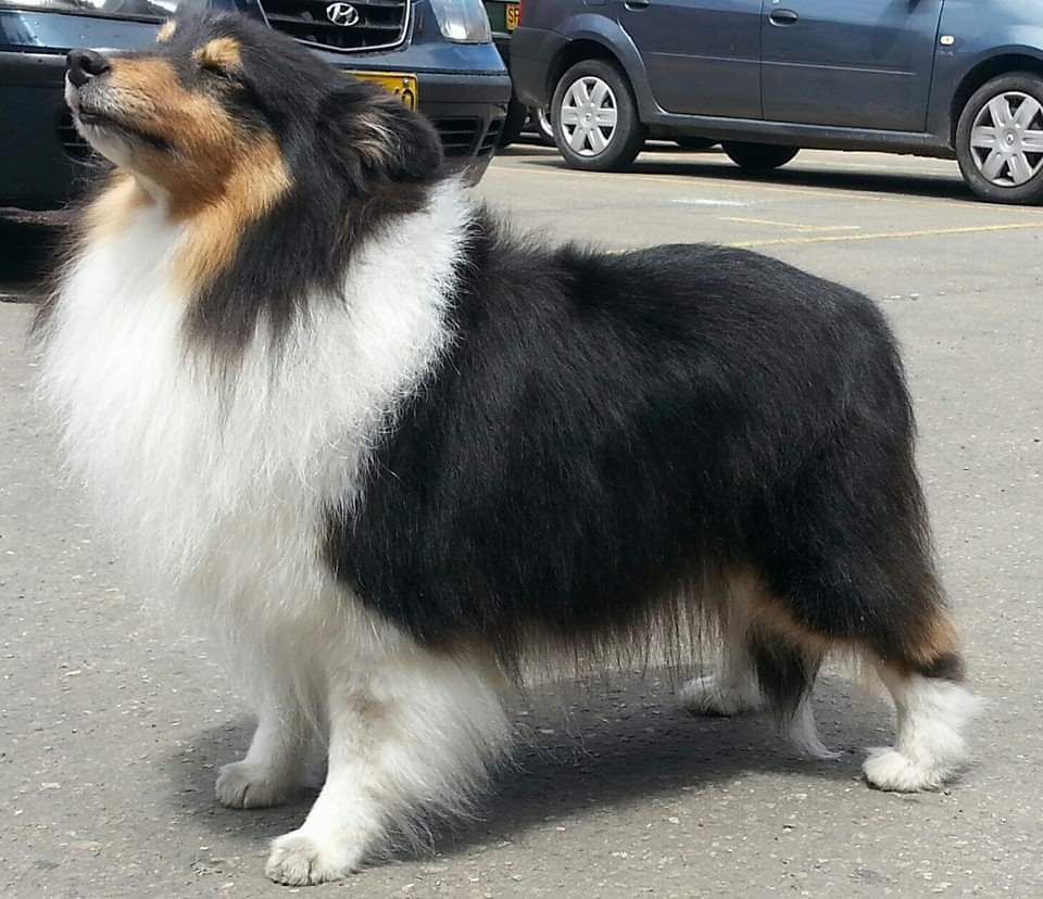 MENDILA MADISON AV. | Shetland Sheepdog 