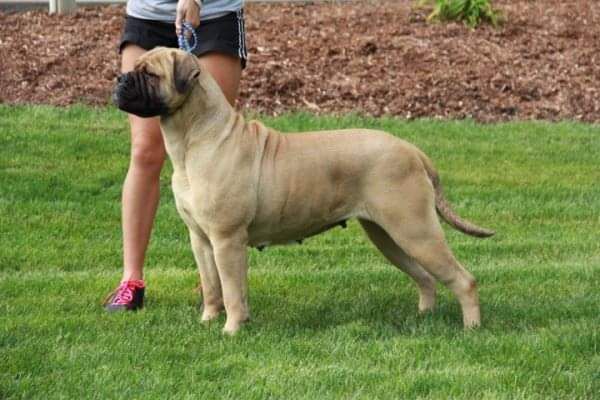 Bandog's MEPHIS MINNIE Nix | Bullmastiff 