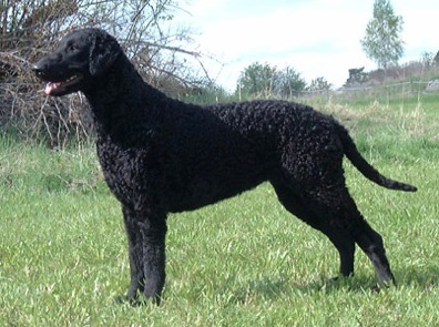 Caballus Quando | Curly Coated Retriever 