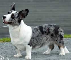 Tiwedas Ayala Cuvee | Cardigan Welsh Corgi 