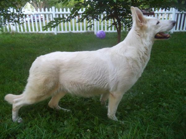Lady Amalthea | German Shepherd Dog 