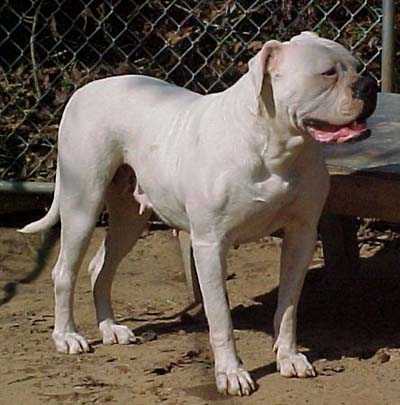 R.E.B's Little Sister | American Bulldog 