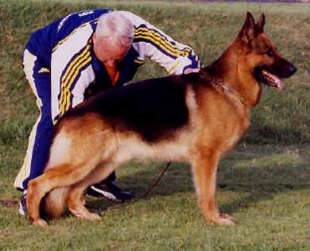 Zeus vom Gödinghofer Weg | German Shepherd Dog 