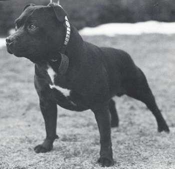 Belnite Black Warrior | Staffordshire Bull Terrier 