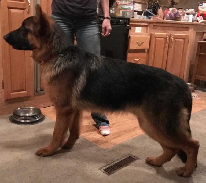 Roscoe's King Vom Gottschalk | German Shepherd Dog 