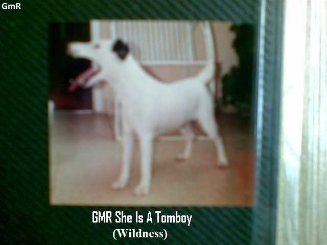 GMR She Is A Tomboy | Smooth Fox Terrier 