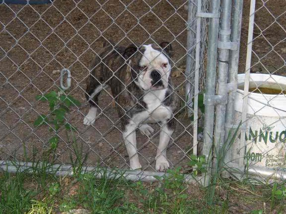 Alubull's Mona Lisa 2 | Olde English Bulldogge 