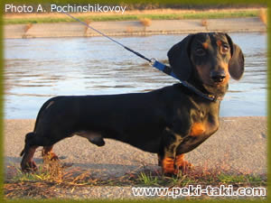 Cherzvichayny Posol iz Mishkinogo Doma | Dachshund 