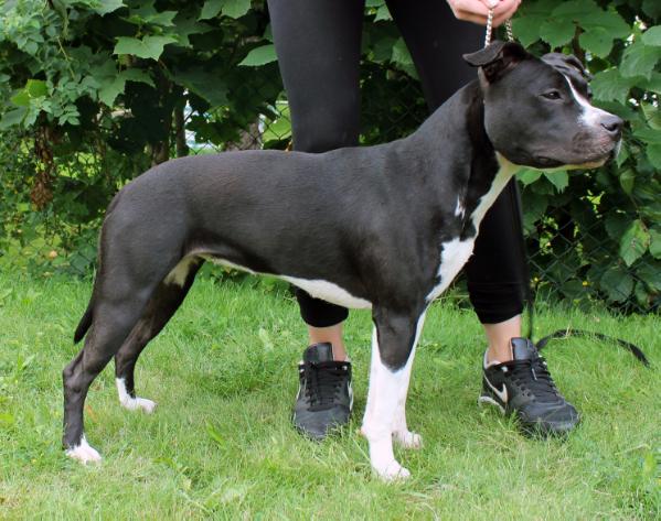 Tatonka Delicious Delilah | American Staffordshire Terrier 