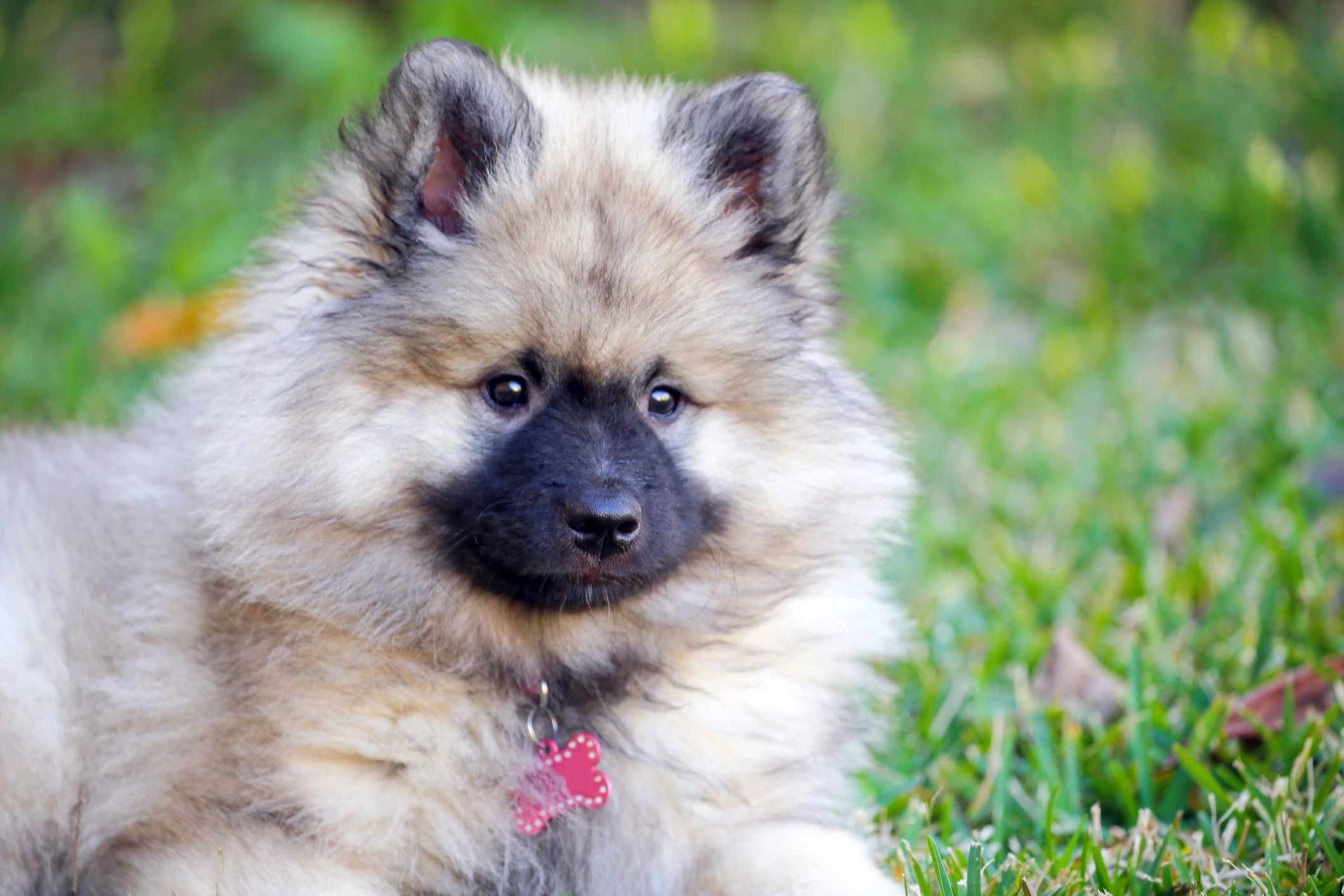 Keeshond