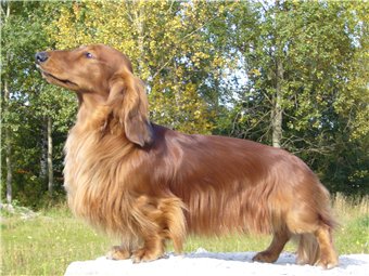 Zavetny Dar Ot Helli | Dachshund 