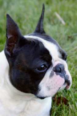 Motif Mathew Quigley | Boston Terrier 