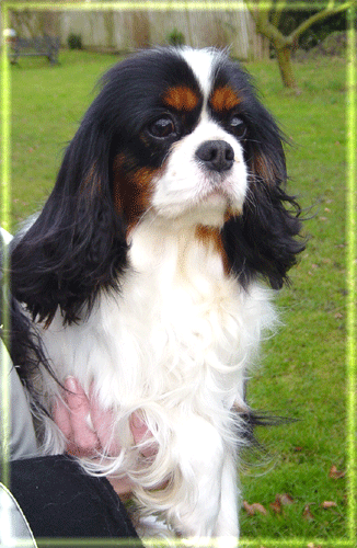 TORAYLAC MATILDA | Cavalier King Charles Spaniel 