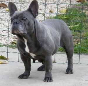 Shark Trixie | French Bulldog 