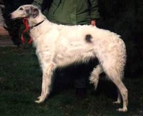 Sholwood Silver Moon | Borzoi 