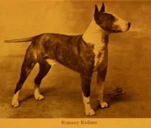 Romany Radium | Bull Terrier 