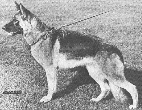 Zina von Batu | German Shepherd Dog 