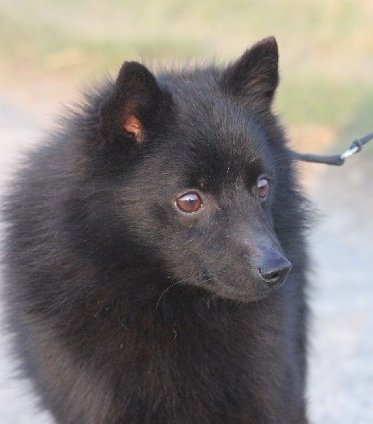 Horatio de Bronchain | Schipperke 