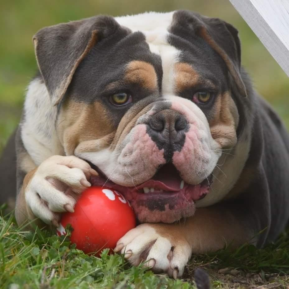 House of Warrior Togo | Olde English Bulldogge 