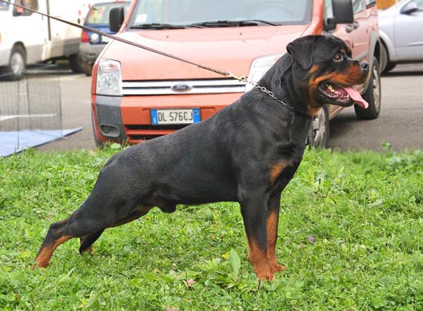 Ritmo von kelemen | Rottweiler 