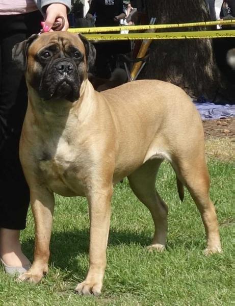 I BRAVI RAGAZZI TARANTELLA | Bullmastiff 