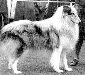 Carramar Boy Blue | Rough Collie 