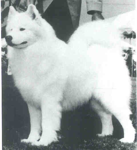 Los Laika's Belaya Traicer | Samoyed 