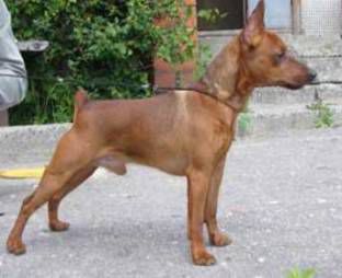 TAIBI SMOLGIV | Miniature Pinscher 