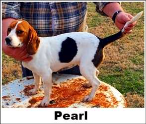 Owl Creek Annies Pearl | Beagle 