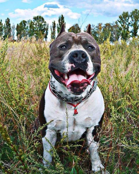 Diamond Dog Gloria Way | American Staffordshire Terrier 