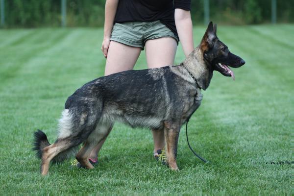 Anya von Dughald | German Shepherd Dog 