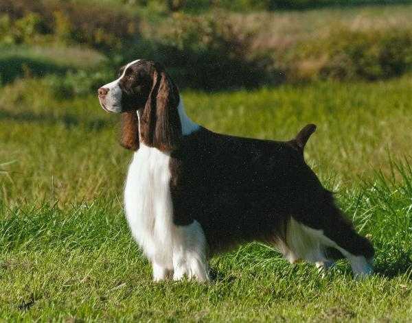 Cerise Jessie James | English Springer Spaniel 