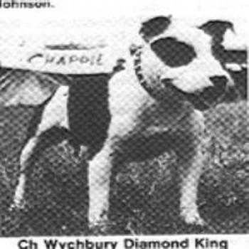 Wychbury Diamond King | Staffordshire Bull Terrier 