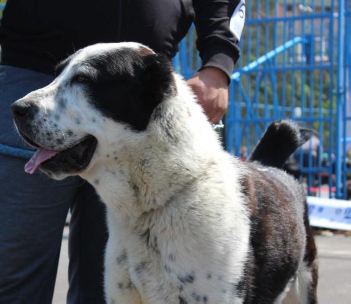 Xerat Iz Ruskog Izvora | Central Asian Shepherd Dog 