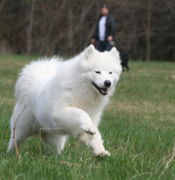 Tifani pajurio zvaigzde | Samoyed 