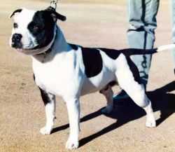 Marconn Dynamic Showman | Staffordshire Bull Terrier 