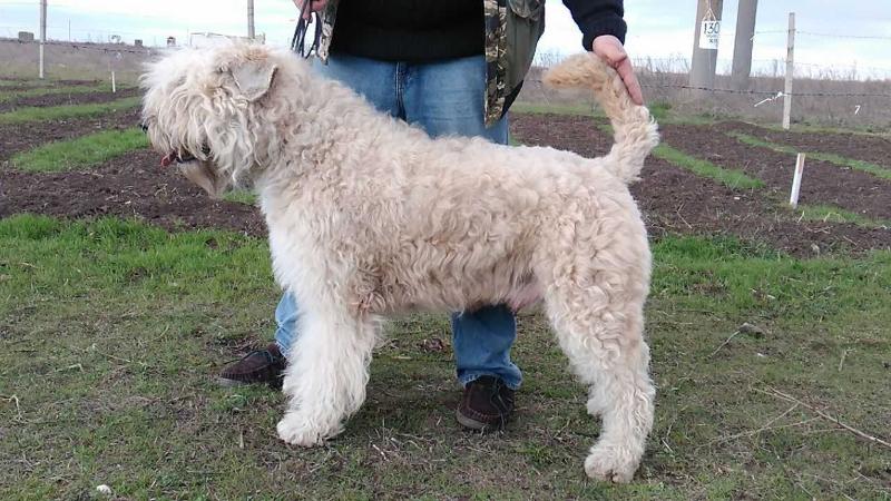 GREY TETIS JEWEL BIANKA | Bouvier des Flandres 