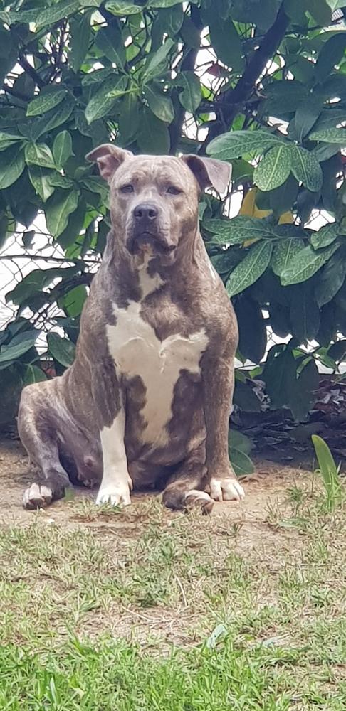 Contra Legem Ayahuasca | American Staffordshire Terrier 