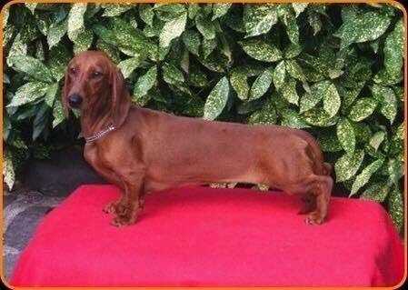 Malenkaja Tackel land | Dachshund 