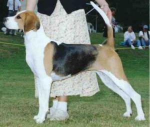 Brooklea's Jessy Jane | English Foxhound 