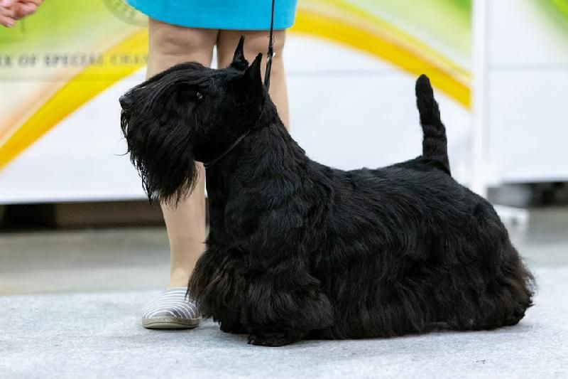 Filisite Brash Black Karbonado | Scottish Terrier 