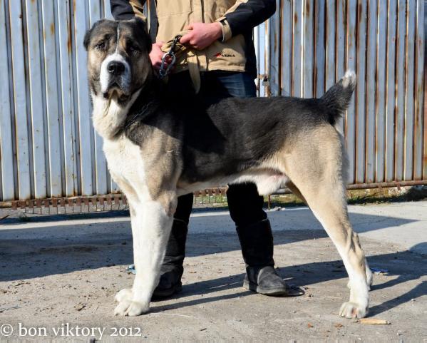 Alaman | Central Asian Shepherd Dog 