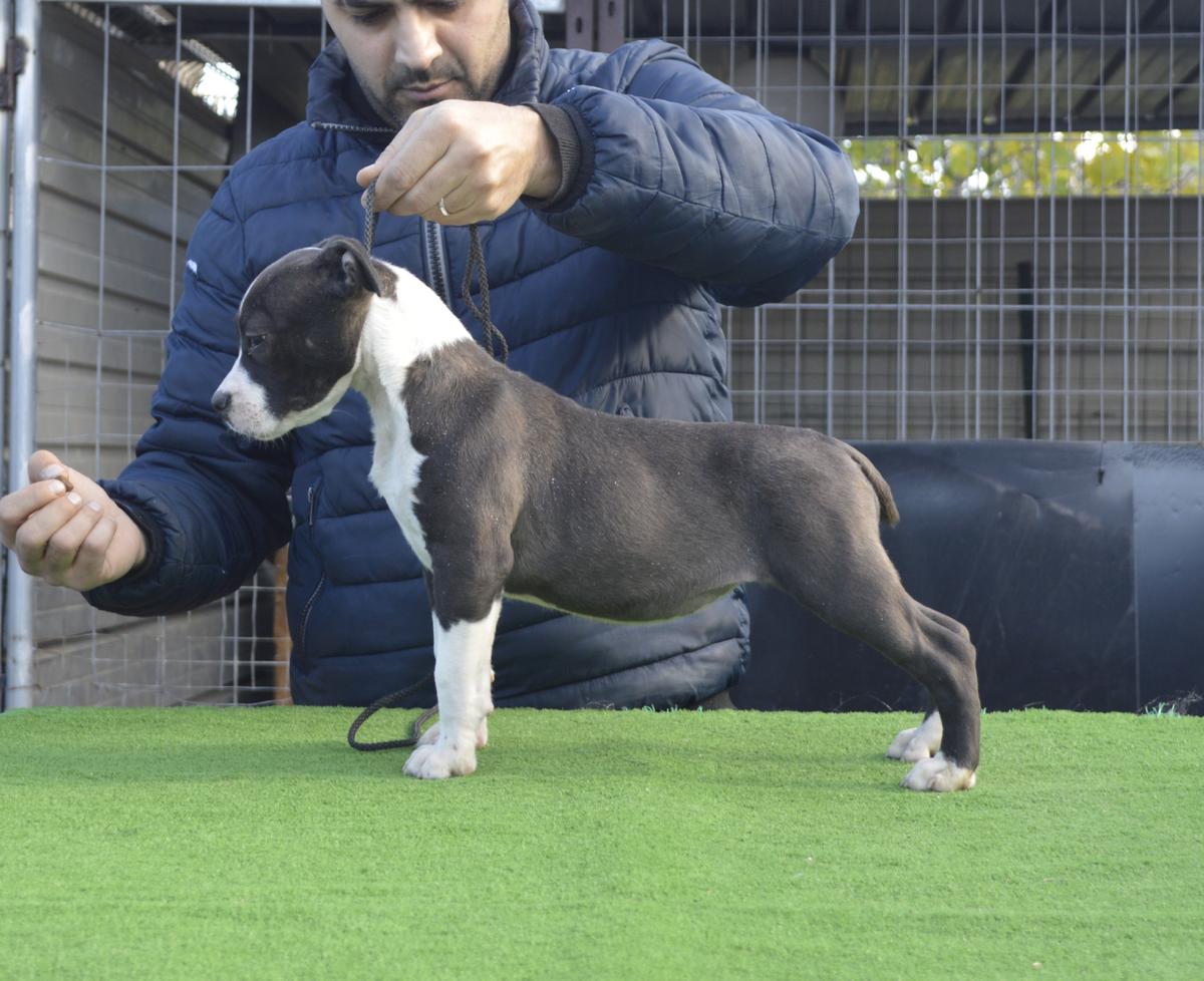 Miss Lara Croft for Falcons | American Staffordshire Terrier 