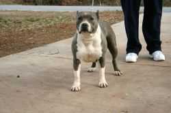 Grabers Dizzy | American Pit Bull Terrier 