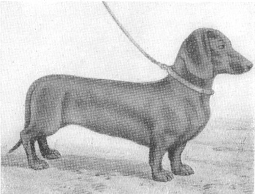 Gib Hal's-Sola | Dachshund 