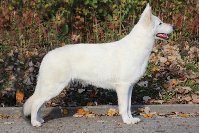 Crystal Moon's Ice Ice Baby | White Swiss Shepherd Dog 