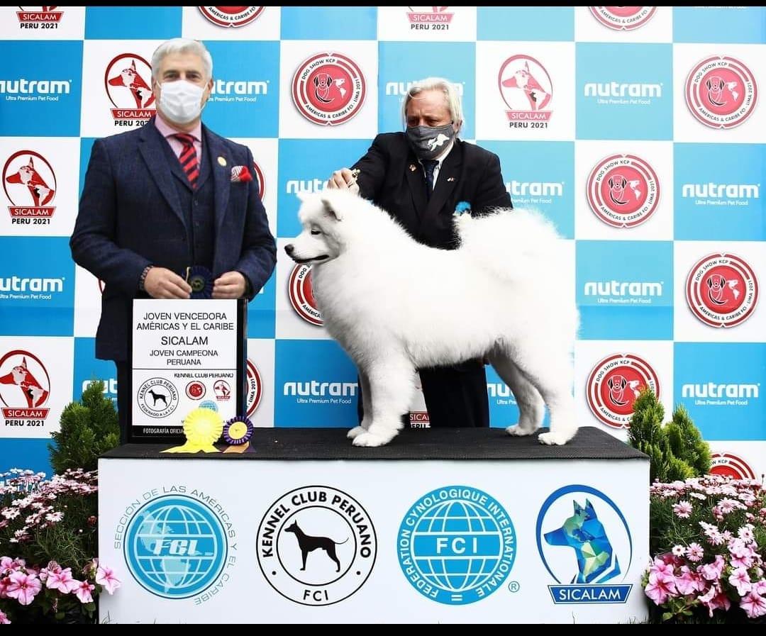 Wolf's Heart Cobra Kai | Samoyed 