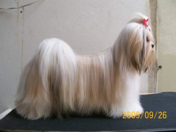 Athena Lhas Potala | Lhasa Apso 