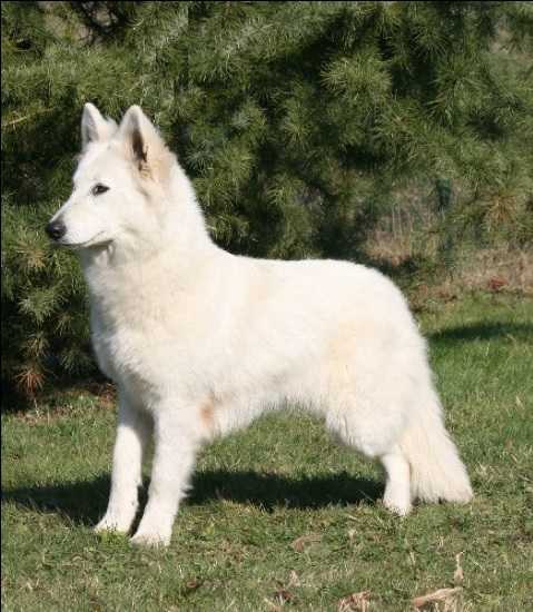 emeraude du domaine de la combe noire | White Swiss Shepherd Dog 