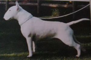 Kilacabar Cabin Boy At Bullyvark | Bull Terrier 